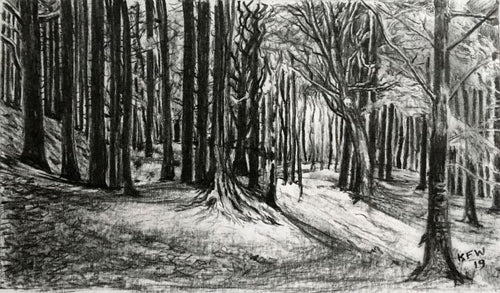 Original charcoal on paper drawing illustrating the Coed y Bedw woodland area