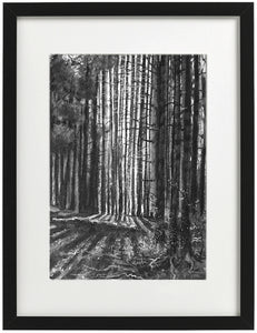 Framed print -  'Into the light no.2'