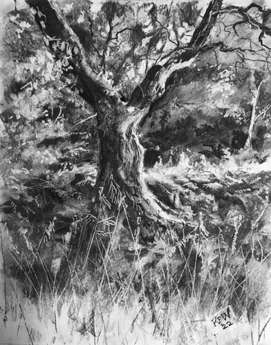 Small Oak Tree - Charcoal on paper