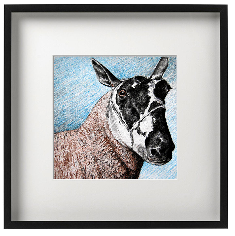 Signed Print - Framed - Welsh Mule